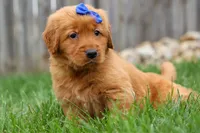  Quincy 🐶, a male Golden Retriever for sale in Fresno, OH – 8 of 10