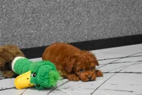Loren, a male Poodle - Miniature  for sale in Fresno, OH – 7 of 9