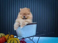 🐾 Meet Rosco — A Bouncy Little Ball of Fluff! 🐾, a male Pomeranian for sale in Fresno, OH – 2 of 10