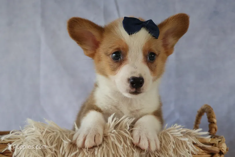 Zander 🐾 – Pembroke Welsh Corgi puppy for sale in Fresno, OH
