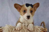Zander 🐾, a male Pembroke Welsh Corgi for sale in Fresno, OH – 6 of 9