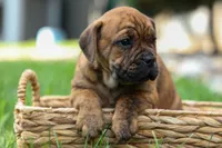 Avery ❤️, a male English Bulldog and Beagle for sale in Fresno, OH – 7 of 10