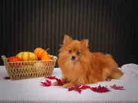 🐾 Meet Roxy — A Bouncy Little Ball of Fluff! 🐾, a male Pomeranian for sale in Fresno, OH – 4 of 10