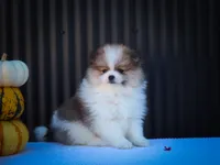 Macey 🎀, a female Pomeranian for sale in Fresno, OH – 5 of 10