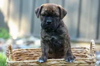 Ashton, a male English Bulldog and Beagle for sale in Fresno, OH – 6 of 8