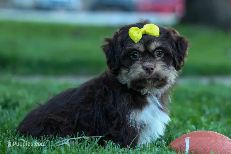  Oscar  – Maltese, Shih Tzu puppy for sale in Fresno, OH