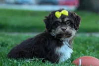  Oscar , a male Maltese and Shih Tzu for sale in Fresno, OH – 9 of 10