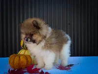  Marco 🐶, a male Pomeranian for sale in Fresno, OH – 9 of 10