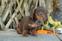  Zoey🎀, a female Miniature Dachshund for sale in Fresno, OH – 4 of 10