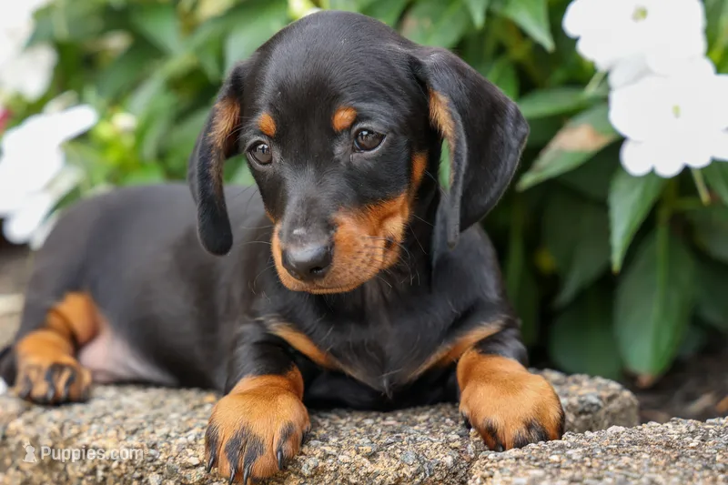 Iggy🐶 – Miniature Dachshund puppy for sale in Fresno, OH