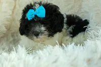 Remi 🩷, a female Cavapoo for sale in Fresno, OH – 6 of 10