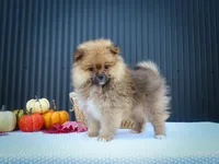 🐾 Meet Rambo — A Bouncy Little Ball of Fluff! 🐾, a male Pomeranian for sale in Fresno, OH – 7 of 10