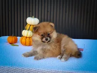 Milly💗, a female Pomeranian for sale in Fresno, OH – 2 of 10