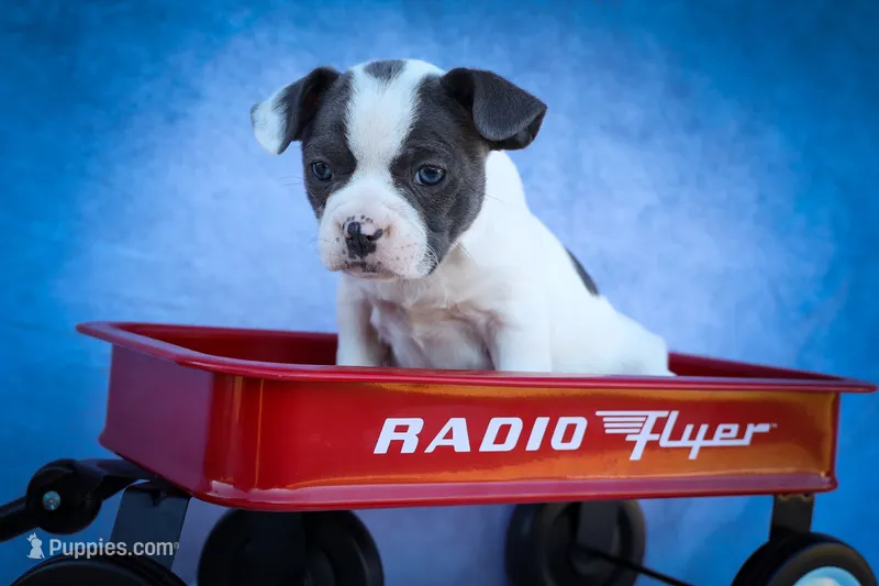 Quinto Bear🐾 – Frenchton puppy for sale in Fresno, OH