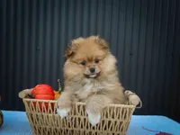 🐾 Meet Roxy — A Bouncy Little Ball of Fluff! 🐾, a male Pomeranian for sale in Fresno, OH – 2 of 10