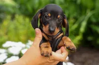 Houston🐾, a male Miniature Dachshund for sale in Fresno, OH – 4 of 10