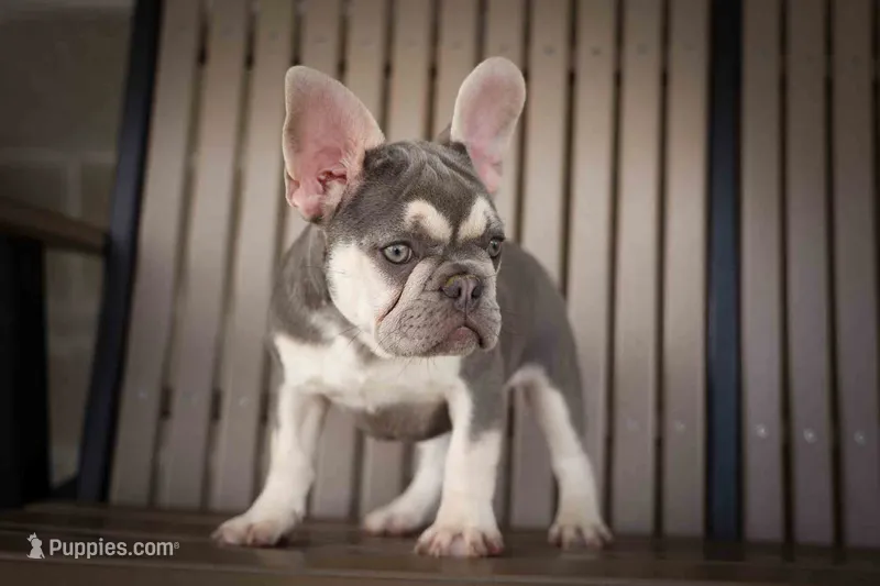   Stella 💕🐶 – French Bulldog puppy for sale in Fresno, OH