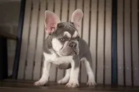   Stella 💕🐶, a male French Bulldog for sale in Fresno, OH – 9 of 9