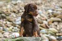 Gus 🐾, a male Doberman Pinscher for sale in Fresno, OH – 7 of 8