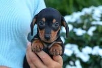 Zack, a male Miniature Dachshund for sale in Fresno, OH – 2 of 10