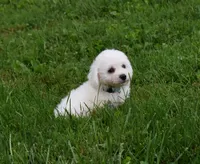 Travis, a male Bichon Frise for sale in Fresno, OH – 1 of 7