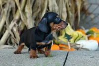 Zack, a male Miniature Dachshund for sale in Fresno, OH – 3 of 10