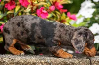 Holly 🌸, a female Miniature Dachshund for sale in Fresno, OH – 9 of 10