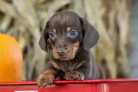  Zippy🐶, a male Miniature Dachshund for sale in Fresno, OH – 5 of 9