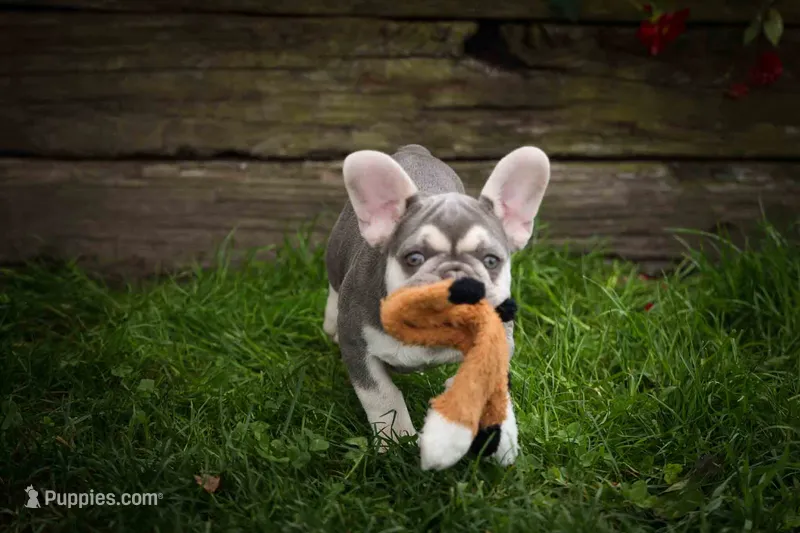   Stella 💕🐶 – French Bulldog puppy for sale in Fresno, OH