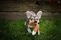   Stella 💕🐶, a male French Bulldog for sale in Fresno, OH – 1 of 9