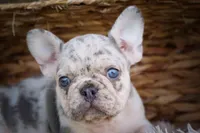 🐾 Meet Knox, a male French Bulldog for sale in Fresno, OH – 7 of 10