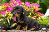 Houston🐾, a male Miniature Dachshund for sale in Fresno, OH – 8 of 10