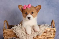  Bella💕🐶, a female Pembroke Welsh Corgi for sale in Fresno, OH – 3 of 10