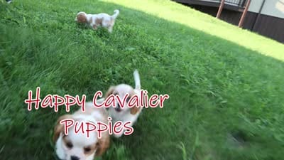  Nova, a female Cavalier King Charles Spaniel for sale in Fresno, OH – 3 of 10