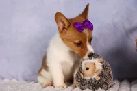 Bambi, a female Pembroke Welsh Corgi for sale in Fresno, OH – 10 of 10