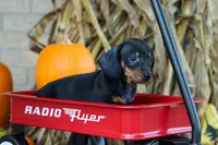  Zeke🐾, a male Miniature Dachshund for sale in Fresno, OH – 3 of 10