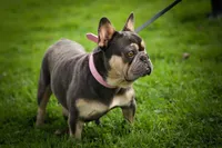 🐾 Meet Kingston, a male French Bulldog for sale in Fresno, OH – 3 of 10