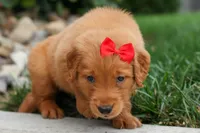  Quinton 🐾, a male Golden Retriever for sale in Fresno, OH – 7 of 8