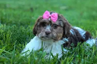  Olive, a female Maltese and Shih Tzu for sale in Fresno, OH – 9 of 10