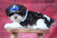  Oliver , a male Maltese and Shih Tzu for sale in Fresno, OH – 8 of 10