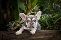   Stella 💕🐶, a male French Bulldog for sale in Fresno, OH – 7 of 9