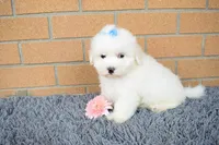 Blake 💙, a male Maltese for sale in Fresno, OH – 3 of 7