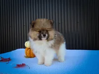  Marco 🐶, a male Pomeranian for sale in Fresno, OH – 1 of 10
