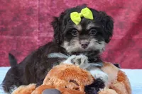  Oscar , a male Maltese and Shih Tzu for sale in Fresno, OH – 1 of 10