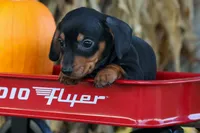 Zack, a male Miniature Dachshund for sale in Fresno, OH – 8 of 10