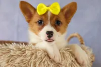 Yvonne 🎀, a female Pembroke Welsh Corgi for sale in Fresno, OH – 8 of 10