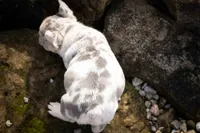 🐾 Meet Knox, a male French Bulldog for sale in Fresno, OH – 6 of 10