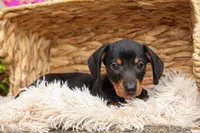 Houston🐾, a male Miniature Dachshund for sale in Fresno, OH – 9 of 10
