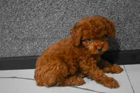 Loren, a male Poodle - Miniature  for sale in Fresno, OH – 6 of 9