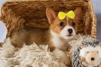 Yvonne 🎀, a female Pembroke Welsh Corgi for sale in Fresno, OH – 6 of 10